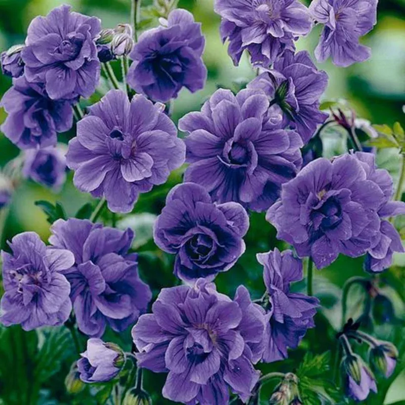 10 Double Purple Geranium Seeds – Perennial Flower Seed