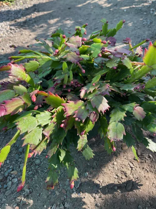 10 inch Bowl Christmas Cactus Live Plant – Mixed Colors Potted Houseplant