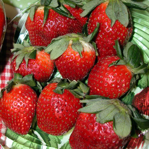 10 Strawberries 'Allstar' Junebearing Bareroot Starters.