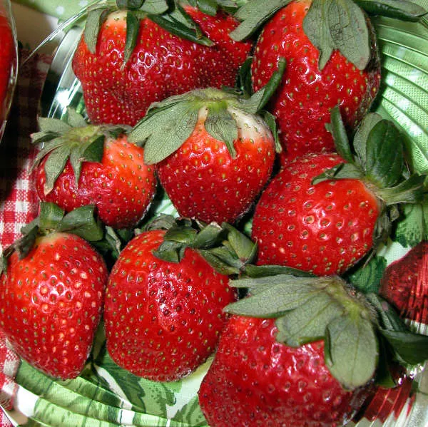 10 Strawberries 'Honeoye' Junebearing Bareroot Starters.