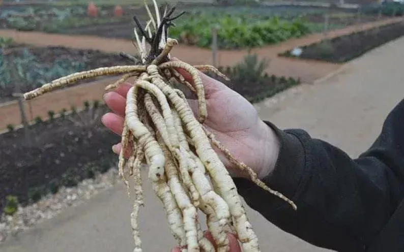 100+ Organic Skirret Seeds – Rare Heirloom Root Vegetable – Sium sisarum – Perennial