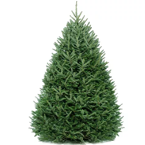 12′ NATURAL FRASER FIR