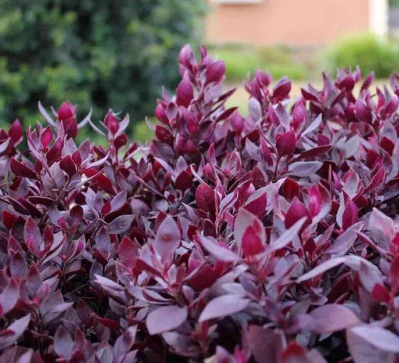 2 Alternanthera Little Ruby Live Plants – Starter 4-6″ Tall – Ruby Purple Foliage