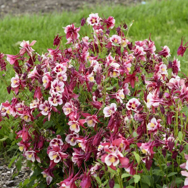 2 Aquilegia EARLYBIRD™ Red White Columbine Perennial Starters. Stunning Rose-Red Petals Great for Floral Arrangements.