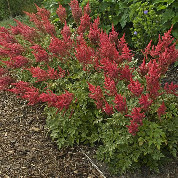 2 Astilbe 'August Light' Bare Root Starter Perennials. Vibrant Scarlet Plumes Midsummer. Love Sun and Shade.