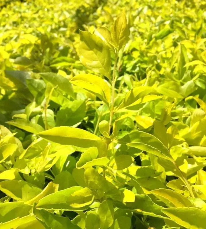 2 Duranta Yellow Live Plants – Starter Plants – 4-6 in – Drought Tolerant Shrub