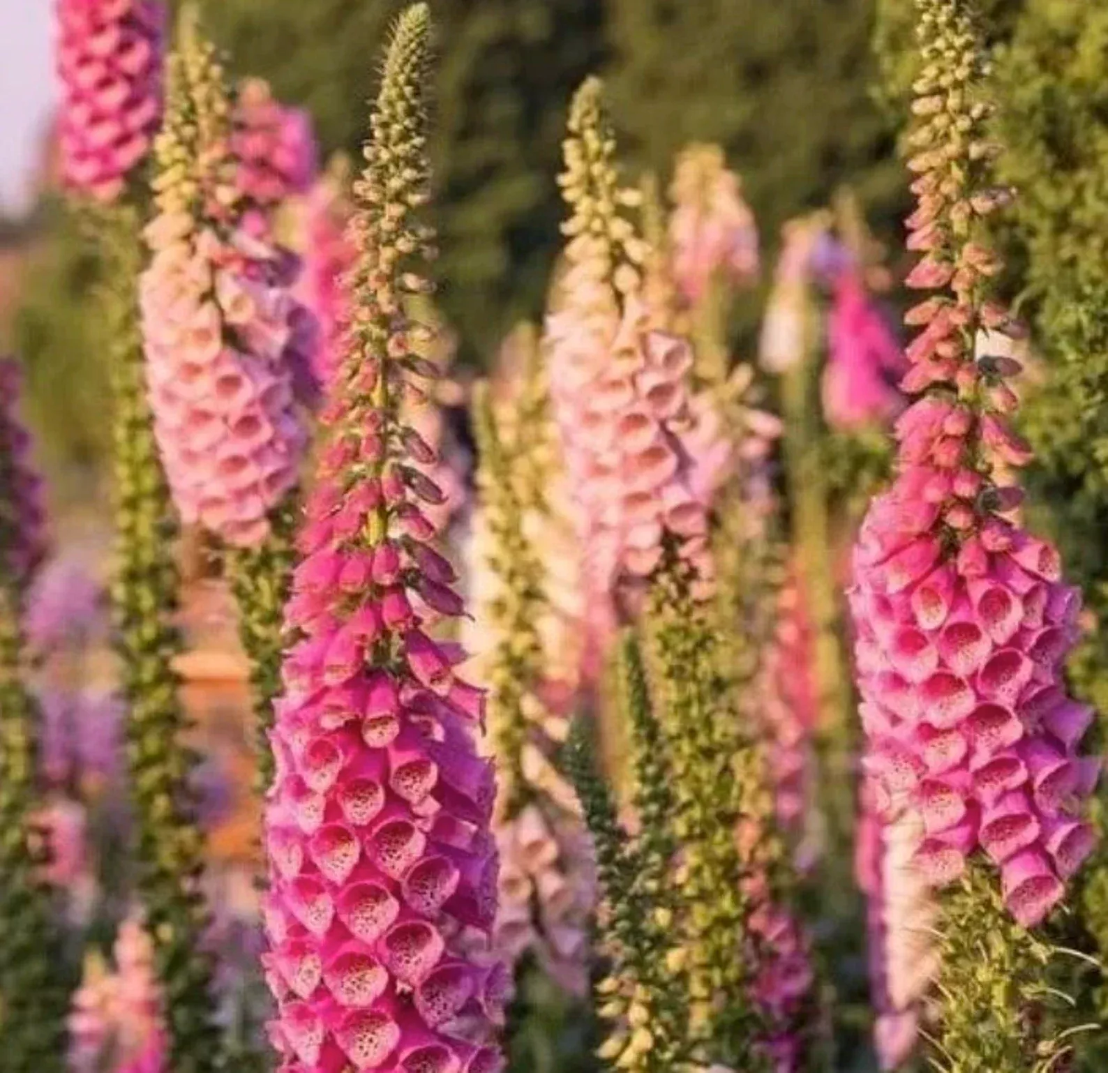 2 Foxglove Digitalis Starter Perennials. Great Pollinators. Long Blooming. Love Partial Shade.