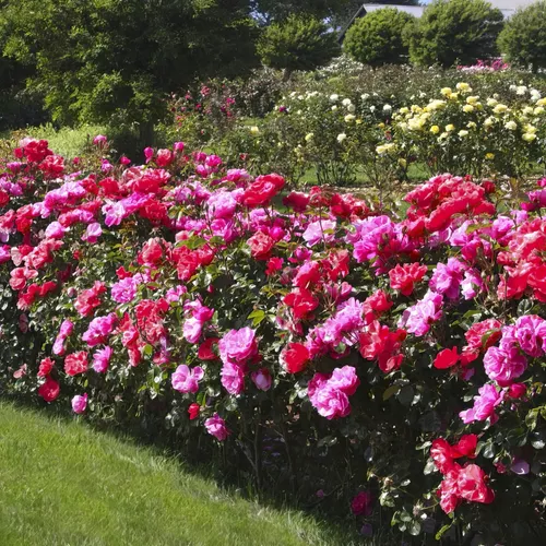 2-N-1 Freedom Rose Shrub Duo