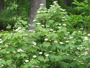 2 Viburnum Trilobum Bare-root Live for Planting, American Cranberrybush 18-24 Inch Tall