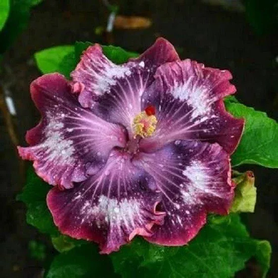 20 Silver Pink Purple Hibiscus Seeds – Perennial Flower Bloom