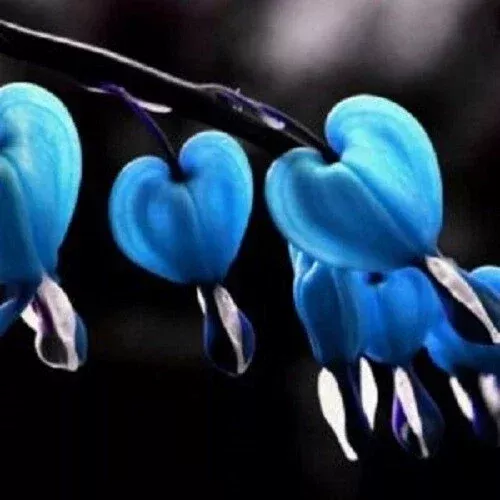 25 Blue Bleeding Heart Seeds – Perennial Flower Seed