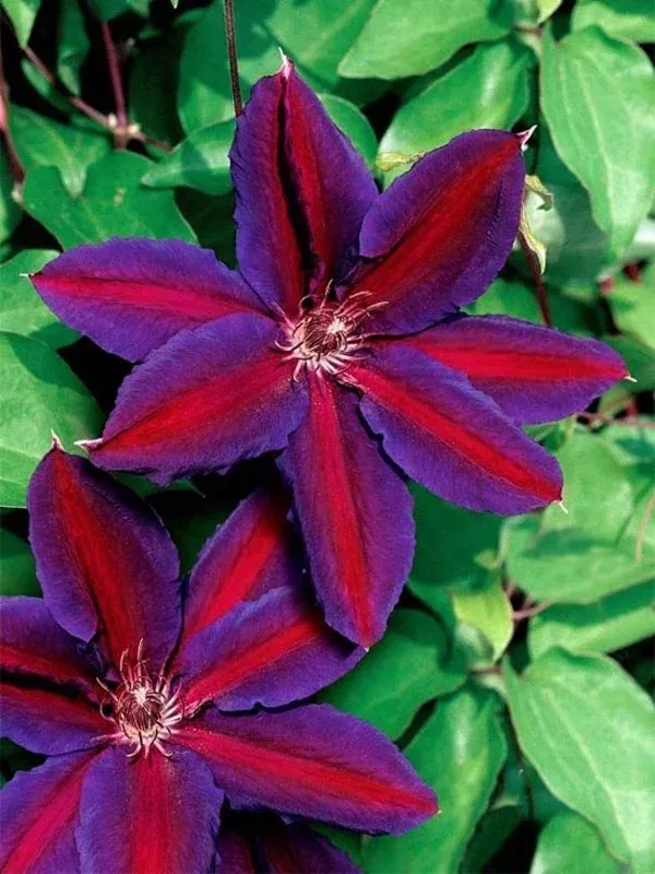 25 Purple Red Clematis Seeds – Large Bloom Climbing Perennial Flower