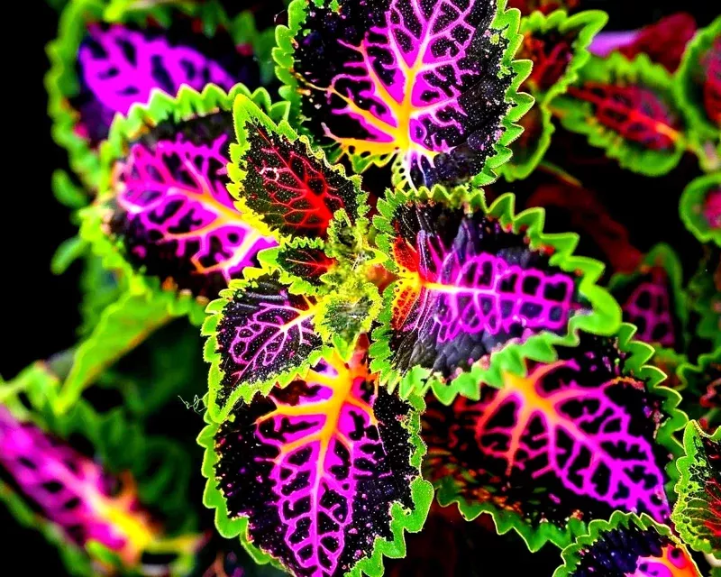 25 Rainbow Coleus Seeds – Colorful Solenostemon scutellarioides – Ornamental Foliage Plant