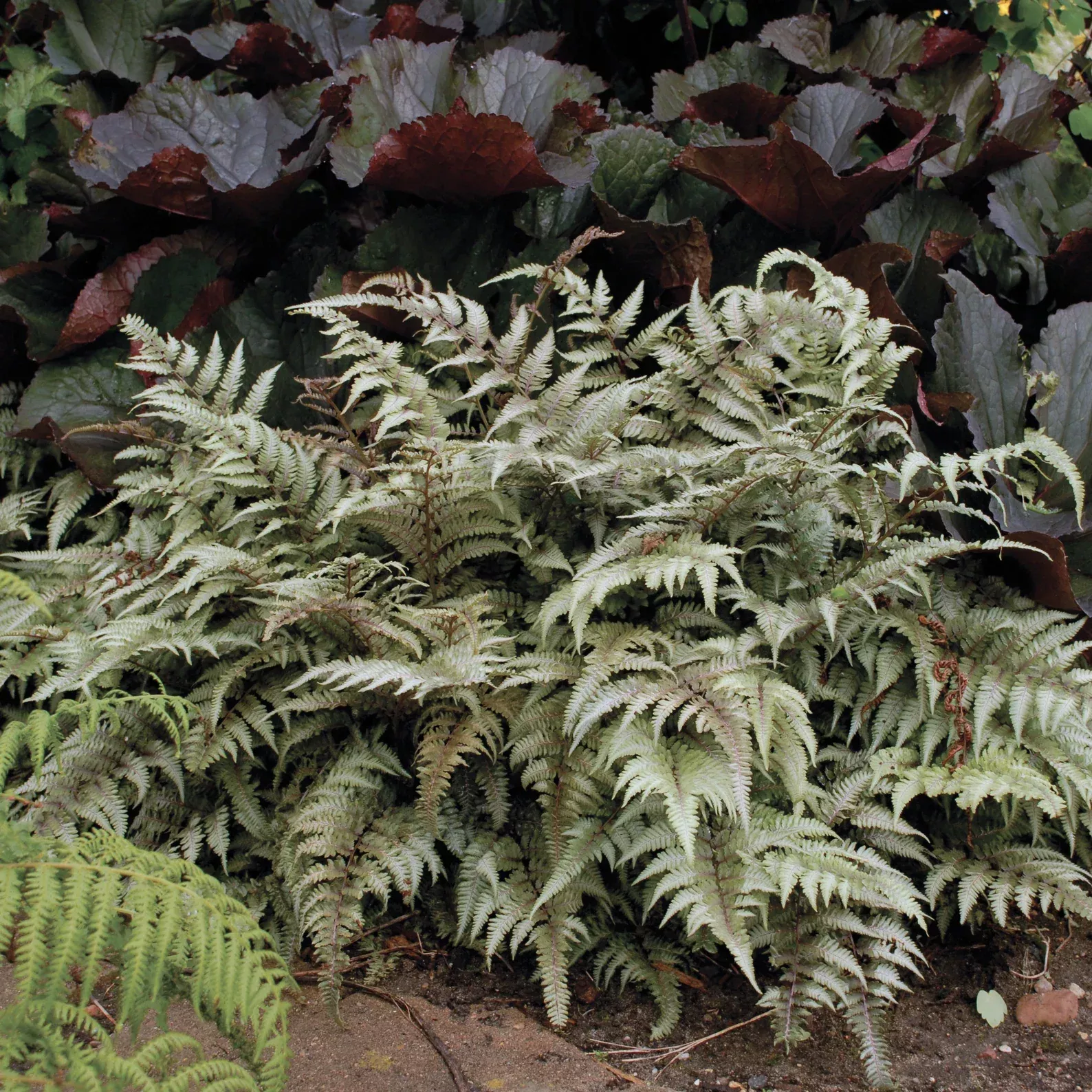 3 Athyrium niponicum 'Pictum' Live Starter Japanese Ferns Perennial. Cool Colors.