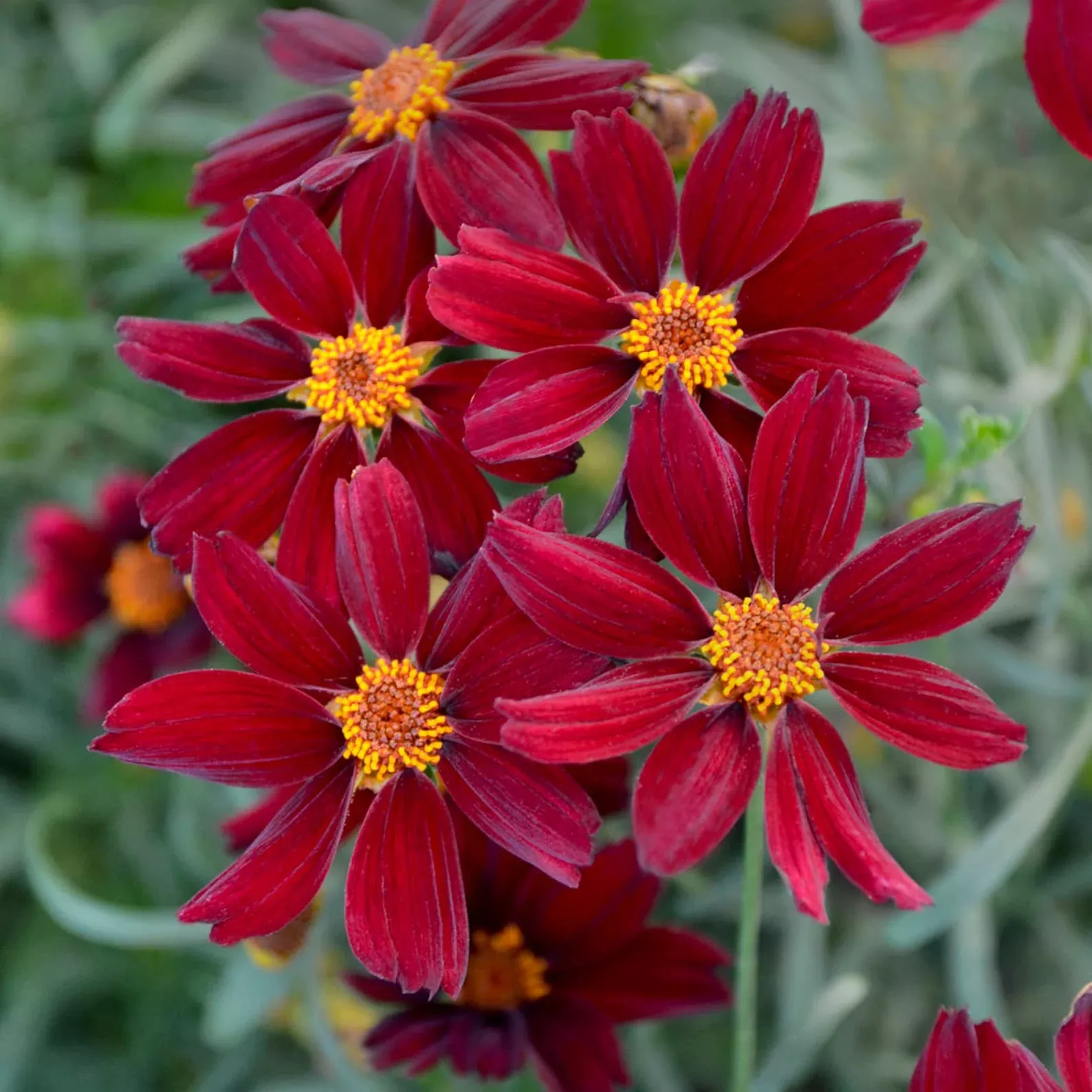 3 Coreopsis 'Red Satin' Starter Tickseed Perennials. Attracts butterflies and Hummingbirds. Love Sun.