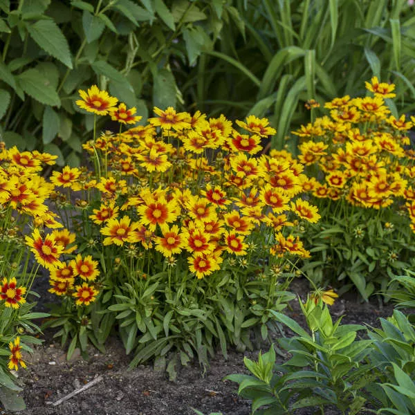 3 Coreopsis UPTICK™ Gold & Bronze 'Baluptgonz' Tickseed Perennial Starters. Love Sun. Easy to Grow. Great for Beginners.
