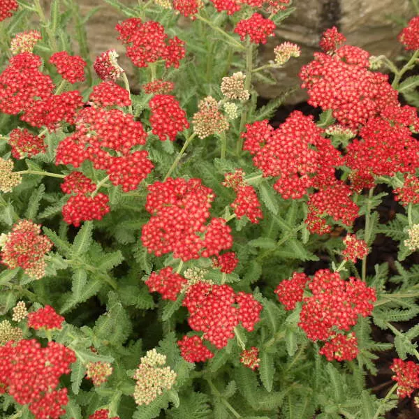 3-Pack Achillea 'Sassy Summer Sangria' Yarrow Starter Perennials. Dark Red Flowers. Love Sun.