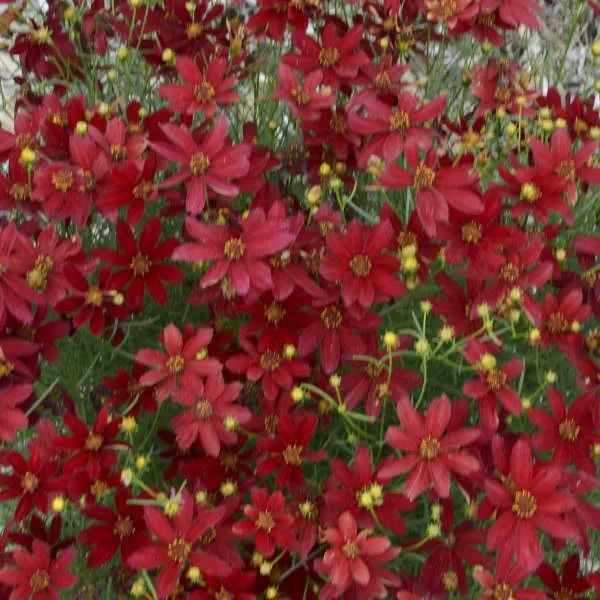 3-Pack Coreopsis 'Hot Paprika' Starter Threadleaf Perennials. Deep Red Flowers. Love Sun.