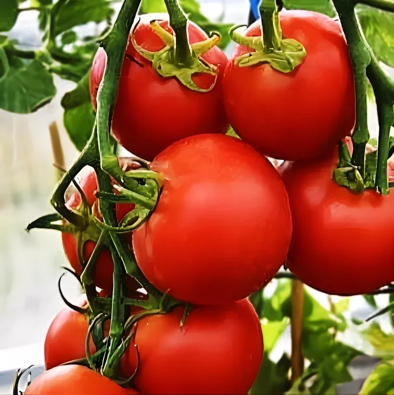 42-Day Tomato Seeds – World’s Fastest Ripening Heirloom, 25+ Seeds, Red, Easy Grow