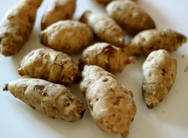 5 Organic Sunchoke Jerusalem Artichoke SEED Tubers for Planting