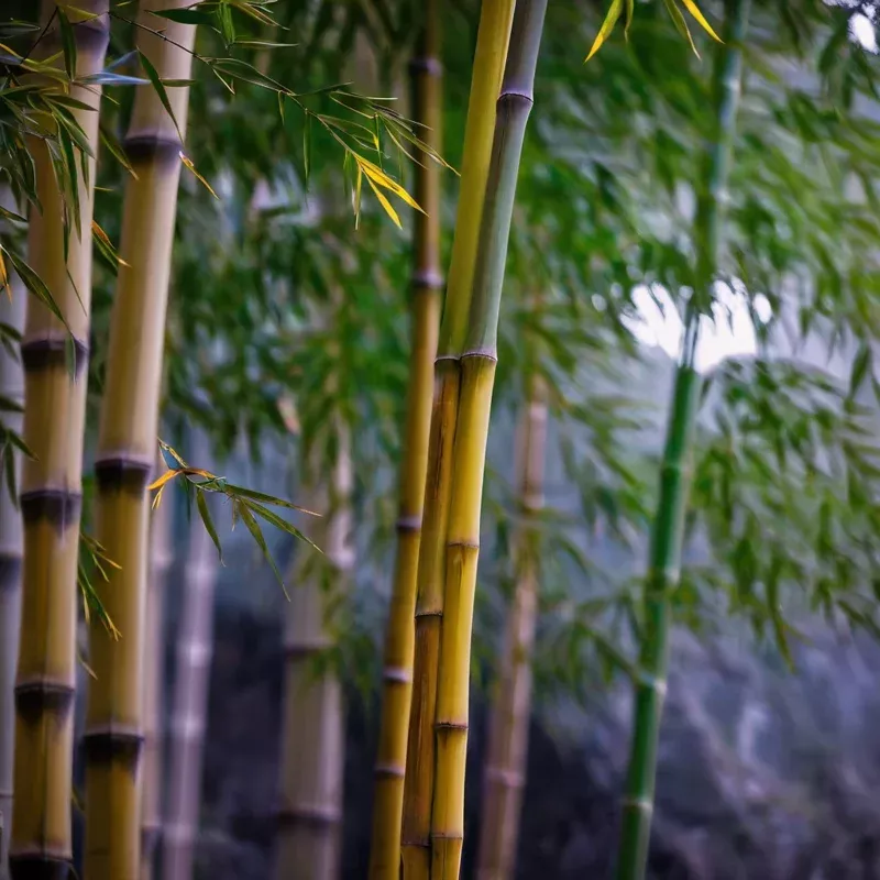 50 Black Stripe Bamboo Seeds – Clumping Privacy Screen Garden Plant