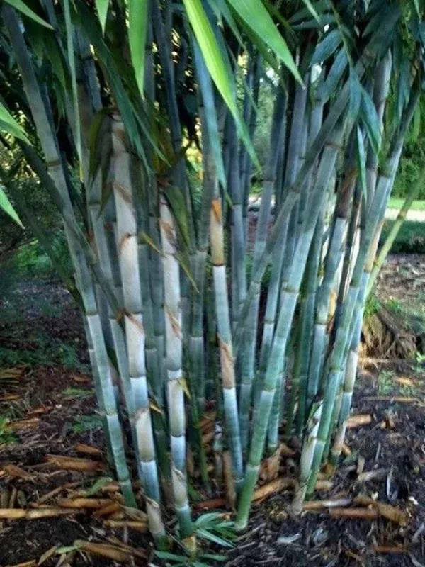 50 Blue Bamboo Seeds – Clumping Privacy Plant, Exotic Shade, Outdoor