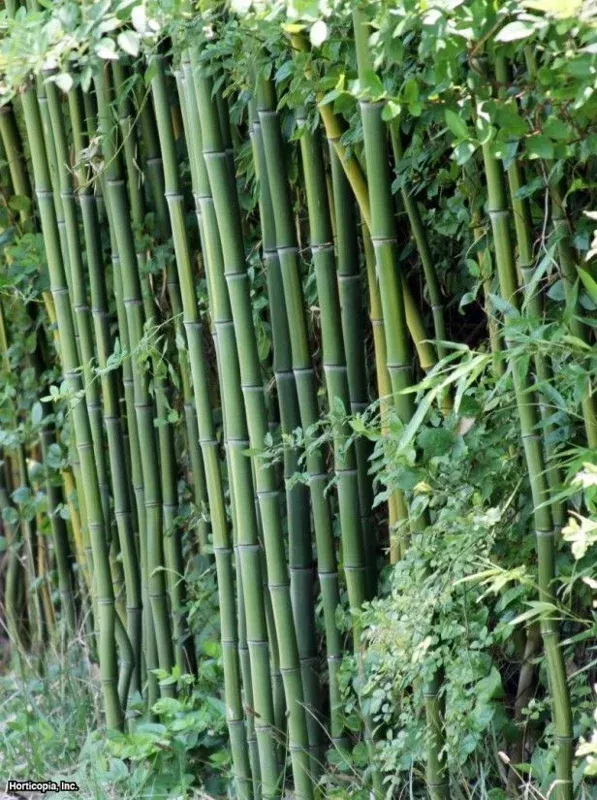 50 Cui Zhu Bamboo Seeds – Clumping Privacy Screen – Garden & Shade
