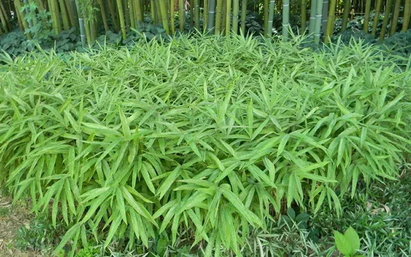 50 Dwarf Fernleaf Bamboo Seeds – Privacy Plant, Garden Clumping, Shade Screen