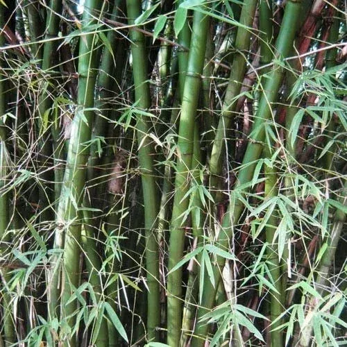 50 Giant Indian Bamboo Seeds – Clumping Shade Privacy Plant