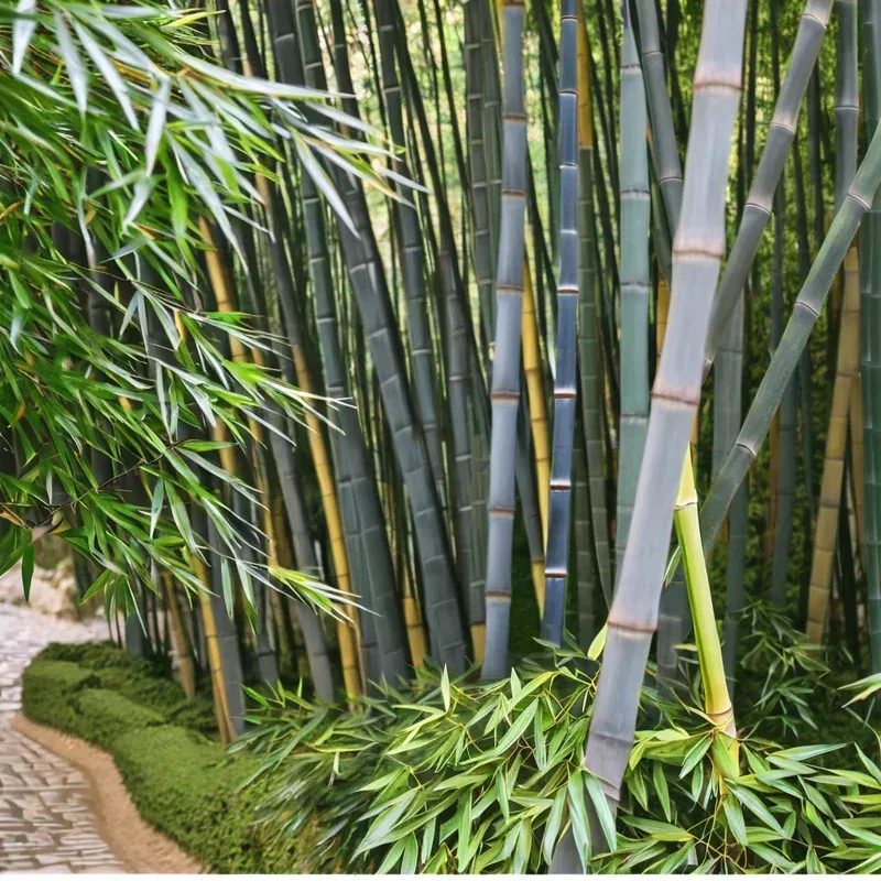 50 Tropical Blue Bamboo Seeds – Clumping Privacy Screen Plant