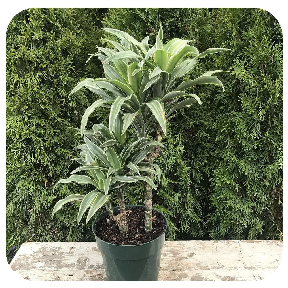 6” Dracaena White Jewel Cane