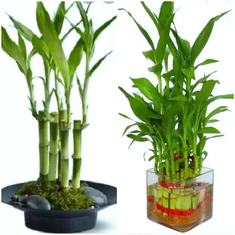 7 Lucky Bamboo Seeds – Dracaena Sanderiana Live Plant Seeds for Feng Shui & Indoor Decor