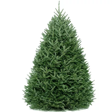8′ NATURAL FRASER FIR