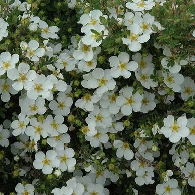 Abbotswood Potentilla