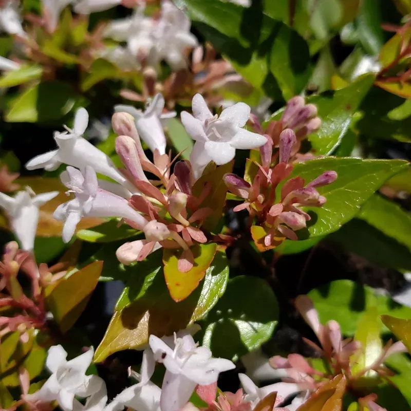 Abelia ‘Francis Mason’ Live Shrub Plant – Vibrant Golden Yellow Foliage, Attracts Butterflies, 4 ft Mature