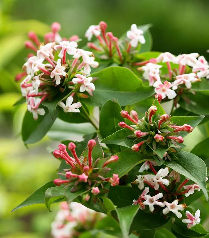 Abelia `Sweet Emotion`