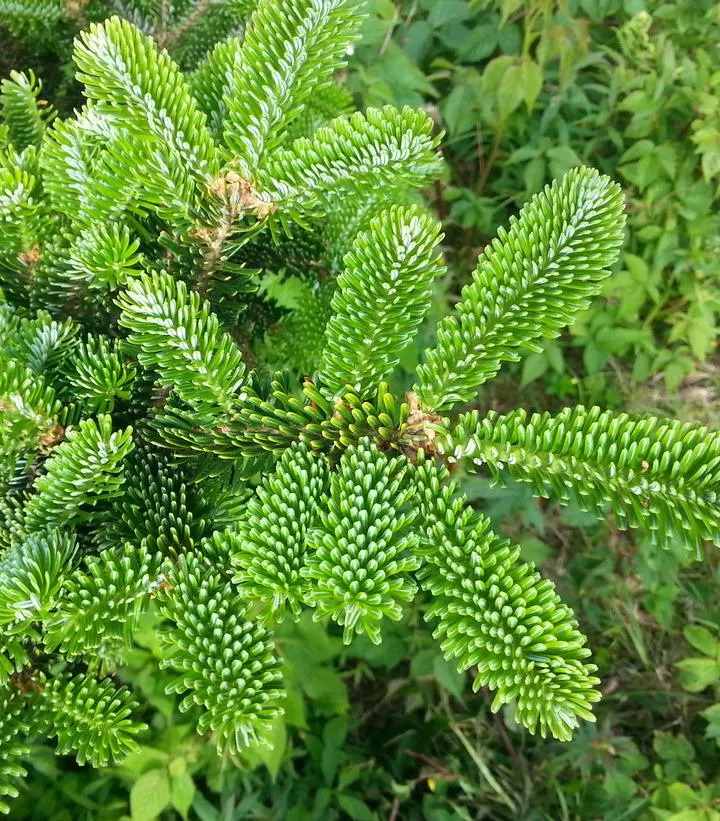 ABIES FRASERI