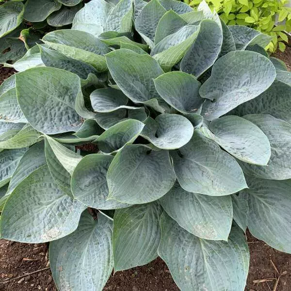Above the Clouds Hosta