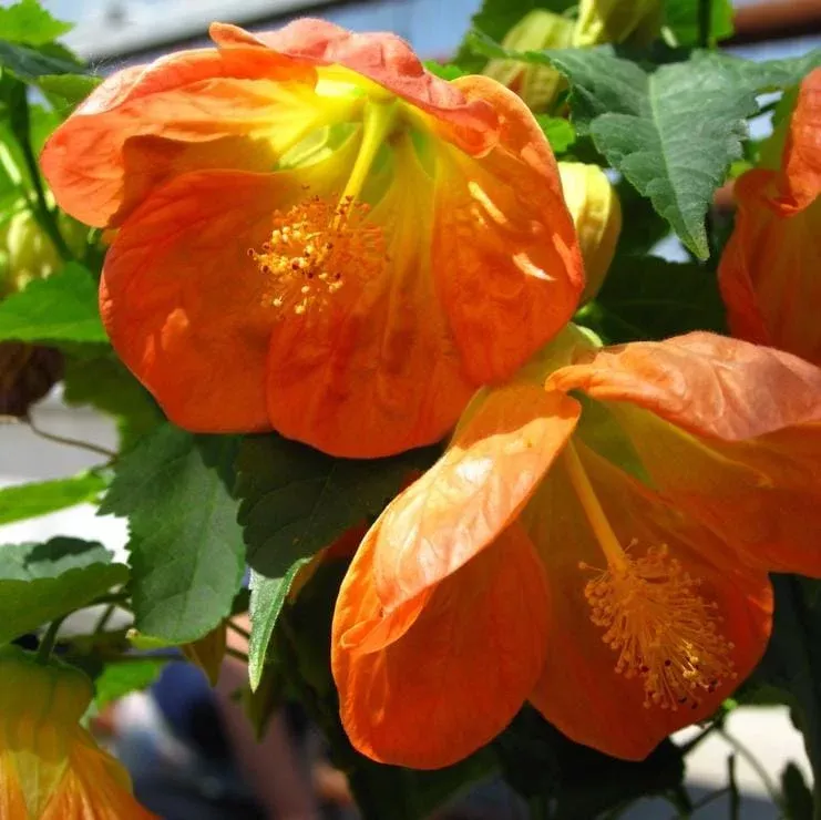 Abutilon Lucky Lantern Tangerine Live Plant – 3-6 Inch Tall – Orange Lantern Blooms for Patio & Baskets