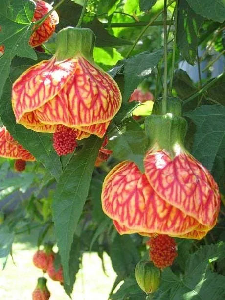 Abutilon Orange Tiger Live Plant – Flowering Shrub 4-6 in Tall Outdoor