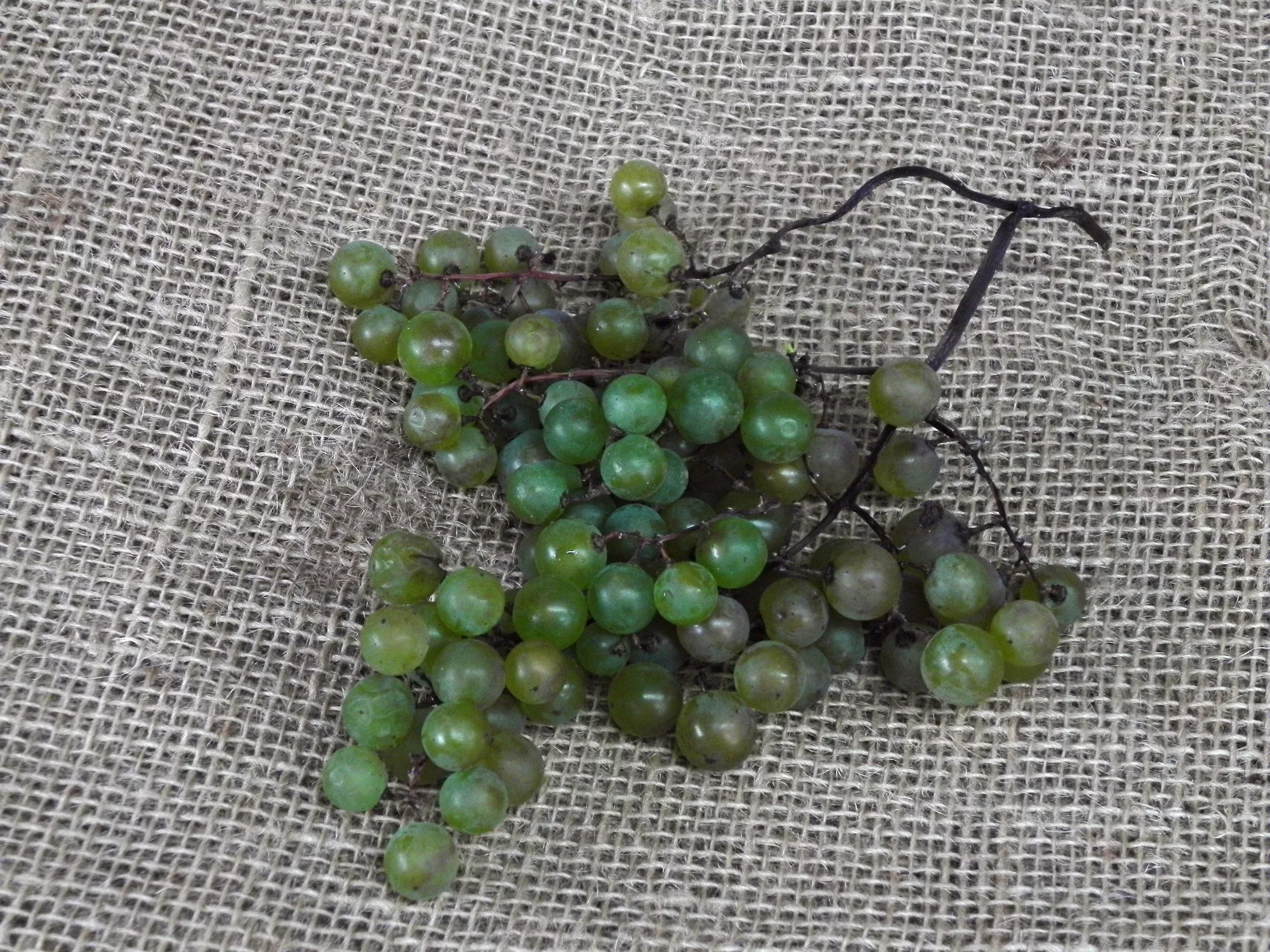 Acadie Blanc Grape