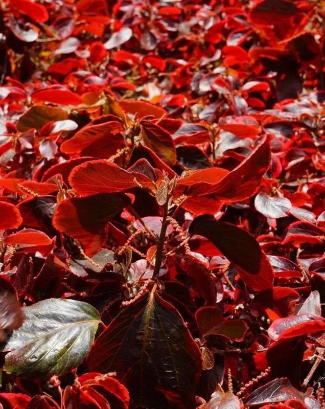 Acalypha Chenille Copperleaf Live Plants – 2-Pack, 4-6″ Tall, Colorful Foliage