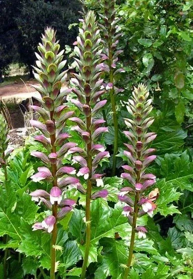 Acanthus Mollis Bears Breeches Live Plant – 6” Pot – Purple & White Flowers – Outdoor Shrub