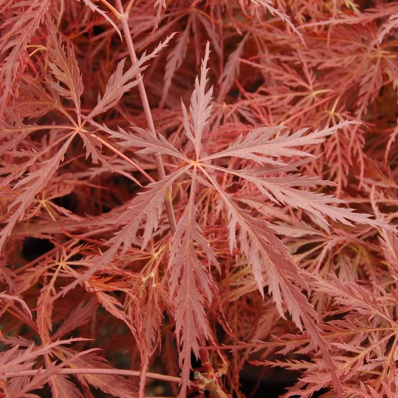 Acer Pal. Dis. `Crimson Queen`