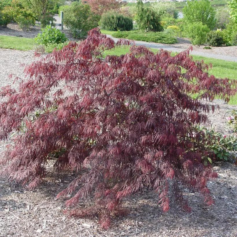 Acer Pal. Dis. `Inaba Shidare`
