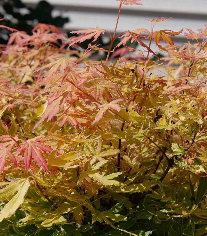 Acer Pal. Dis. `Metamorphosa`