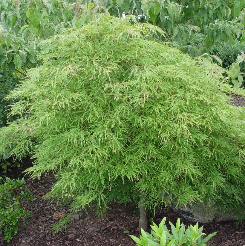 Acer Pal. Dis. `Waterfall`