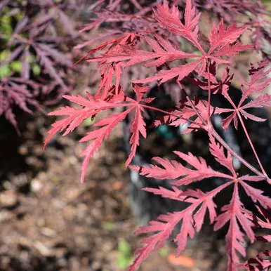 Acer palmatum dissectum 'Tamukeyama'