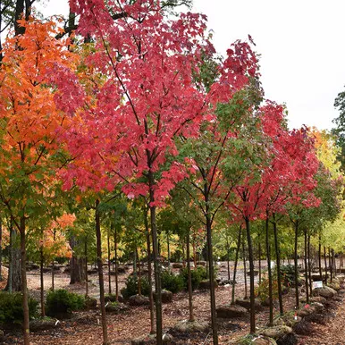 Acer rubrum 'Autumn Radiance'