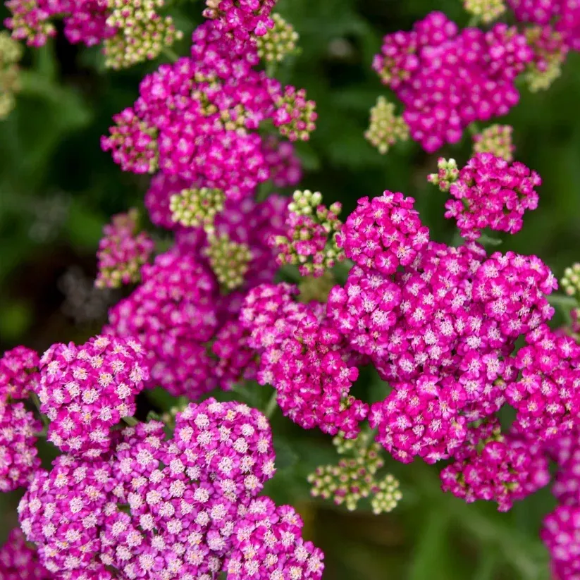 Achillea Firefly Collection 'Firefly Fuchsi | Pixies Gardens